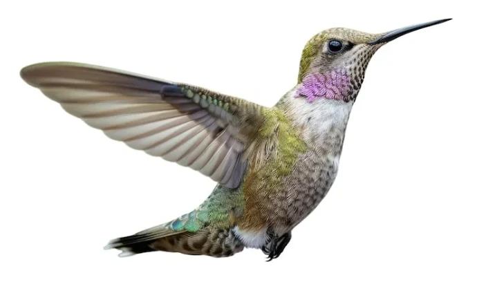 Colibri - Qui apporte sa pierre à l'édifice